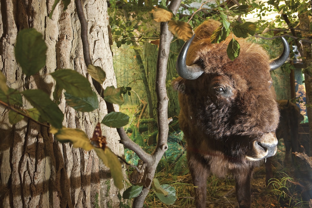 Wisent NHM Top100